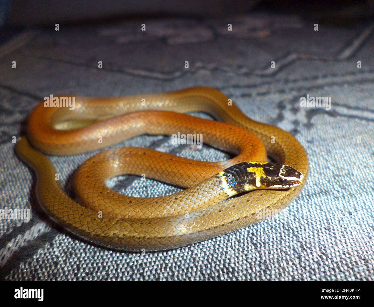 Indian black headed snake, Sibynophis subpunctatus, Satara, Maharashtra,  India Stock Photo