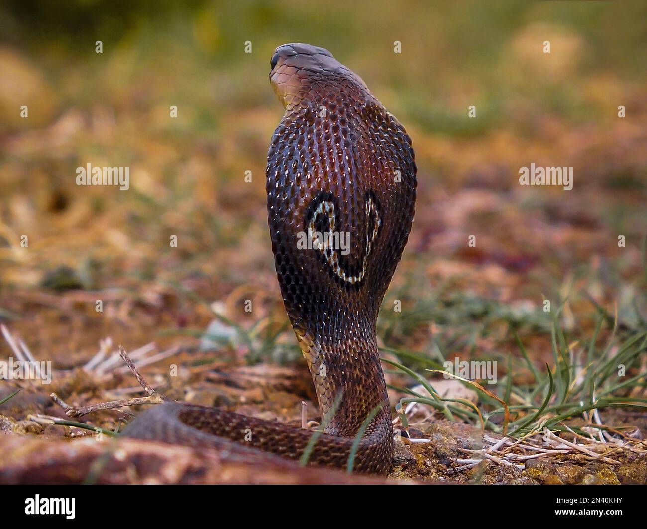 Indian Spectacled Cobra Showing Spectacle Marks On Back Of The Hood 