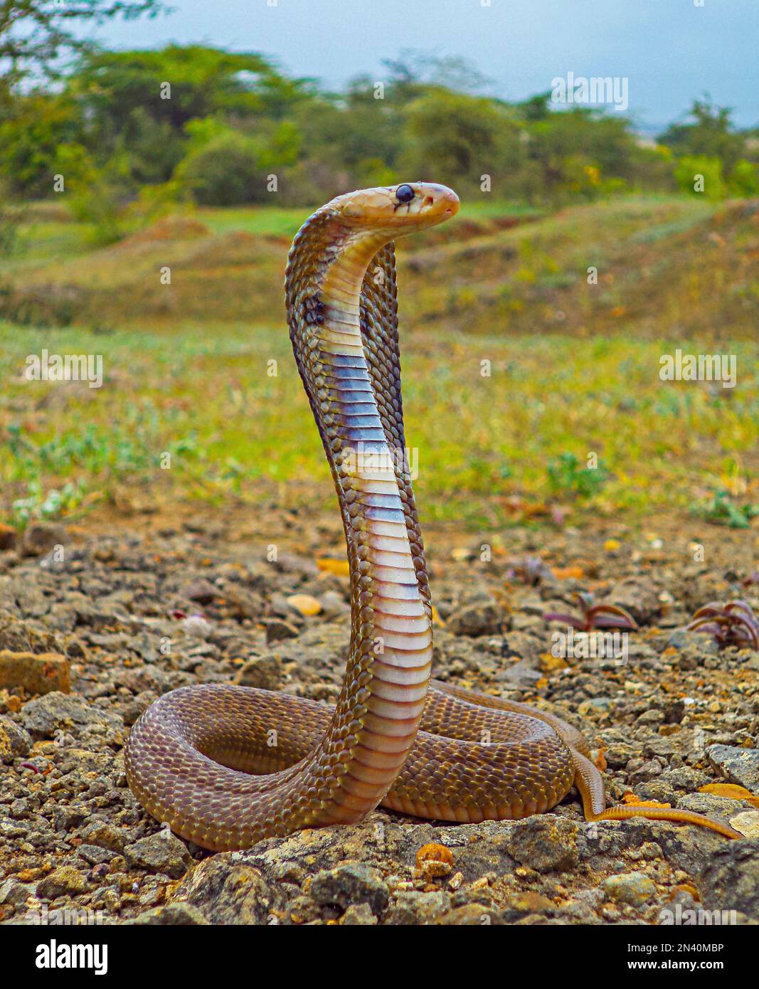 Indian spectacled cobra with hood upright, Naja naja, Satara, Maharashtra,  India Stock Photo