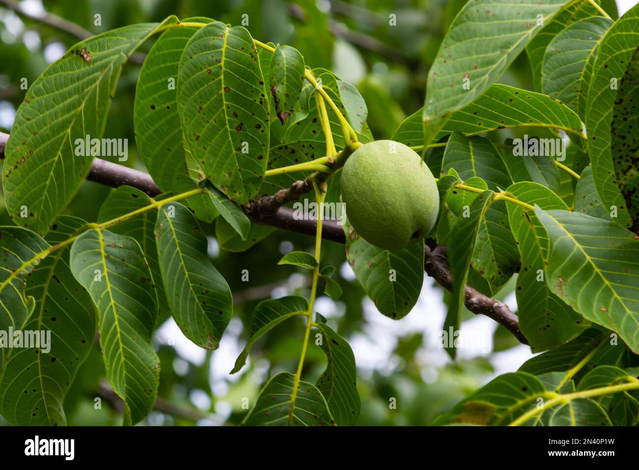 Young green walnuts hi-res stock photography and images - Alamy