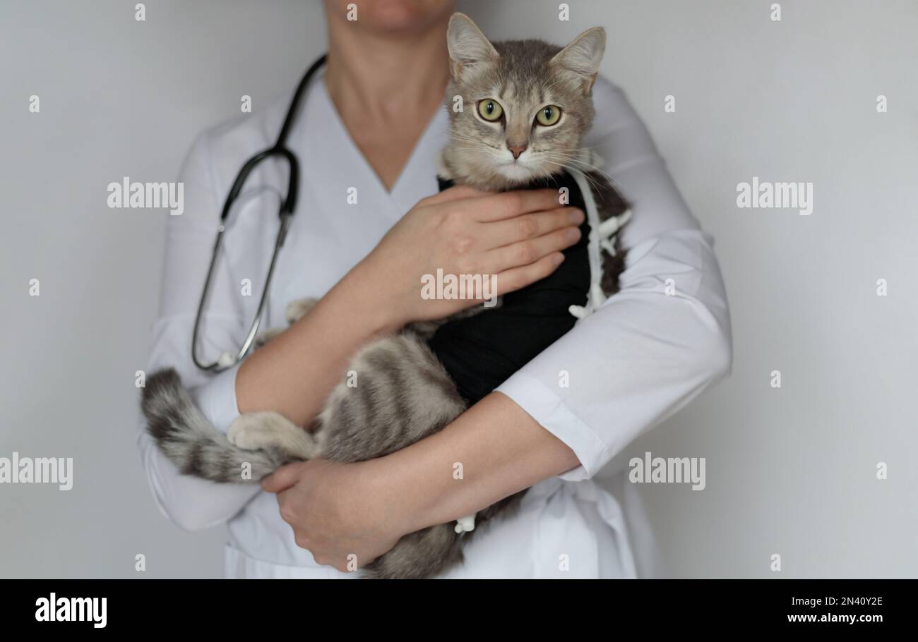 Veterinarian doctor with stethoscope holding spayed cat in postoperative bandage, medical blanket in veterinary clinic. Pet after cavitary operation, Stock Photo