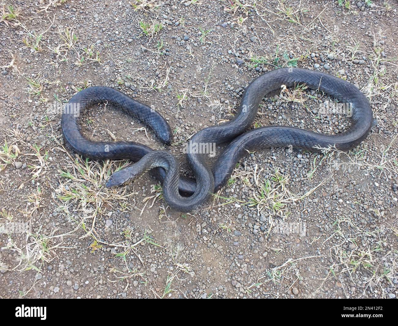Rat Snake Morphs