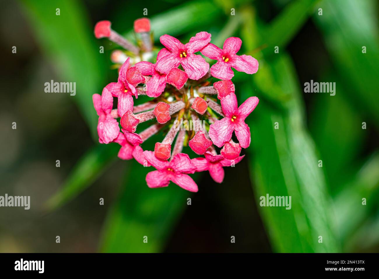 A close-up shot of Rose Daphne flowers in sunlight with green blurry background Stock Photo