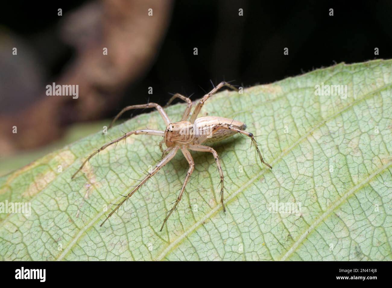 Grey lynx spider, Oxyopes gracilipes, Satara, Maharashtra,  India Stock Photo