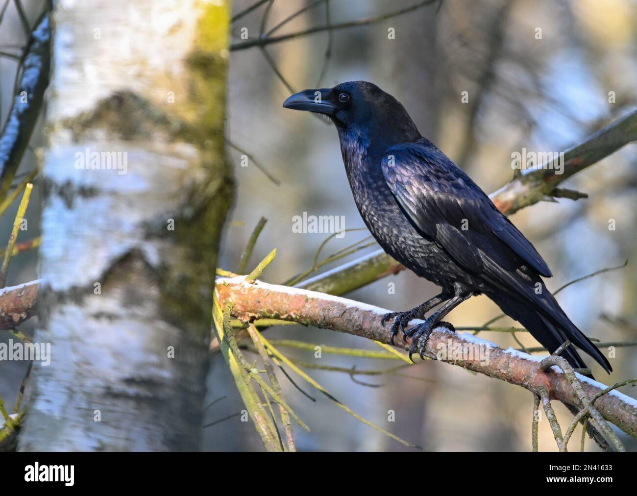 07 February 2023, Brandenburg, Groß Schönebeck: A common raven (Corvus corax) is seen perched on a branch in a forest in Schorfheide Wildlife Park. Common ravens are the largest of the corvids. The game park is home exclusively to wildlife species that are or were native to Schorfheide, such as otter, bison, red deer, fallow deer, wild boar, mouflon, wolf, elk and Przewalski's horse. The park covers an area of about 100 hectares and has a 7-kilometer trail system. Photo: Patrick Pleul/dpa/ZB Stock Photo