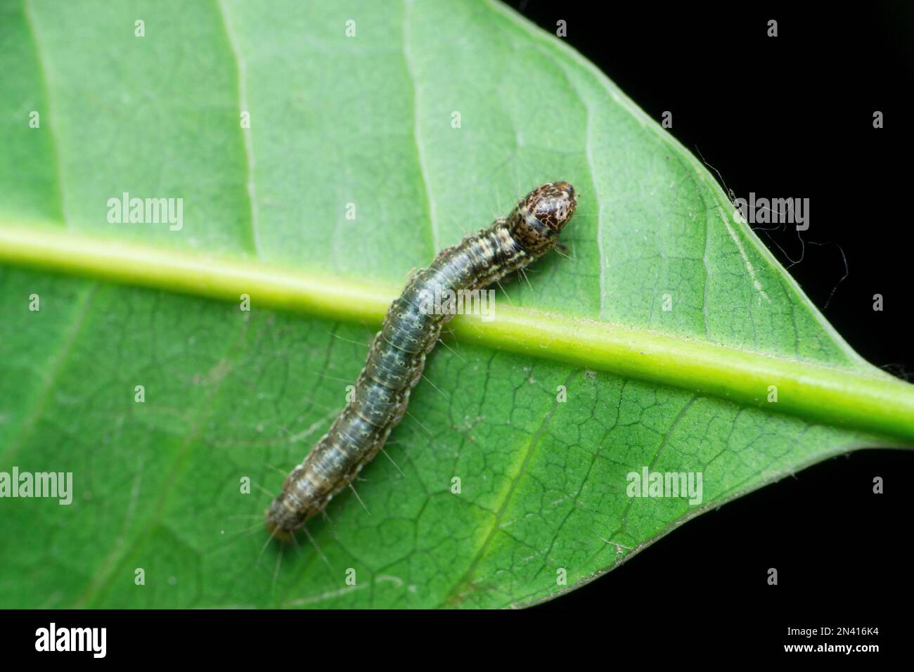 Silk Moth Caterpillar Satara Maharashtra India Stock Photo Alamy silk-moth-caterpillar-satara-maharashtra-india-stock-photo-alamy