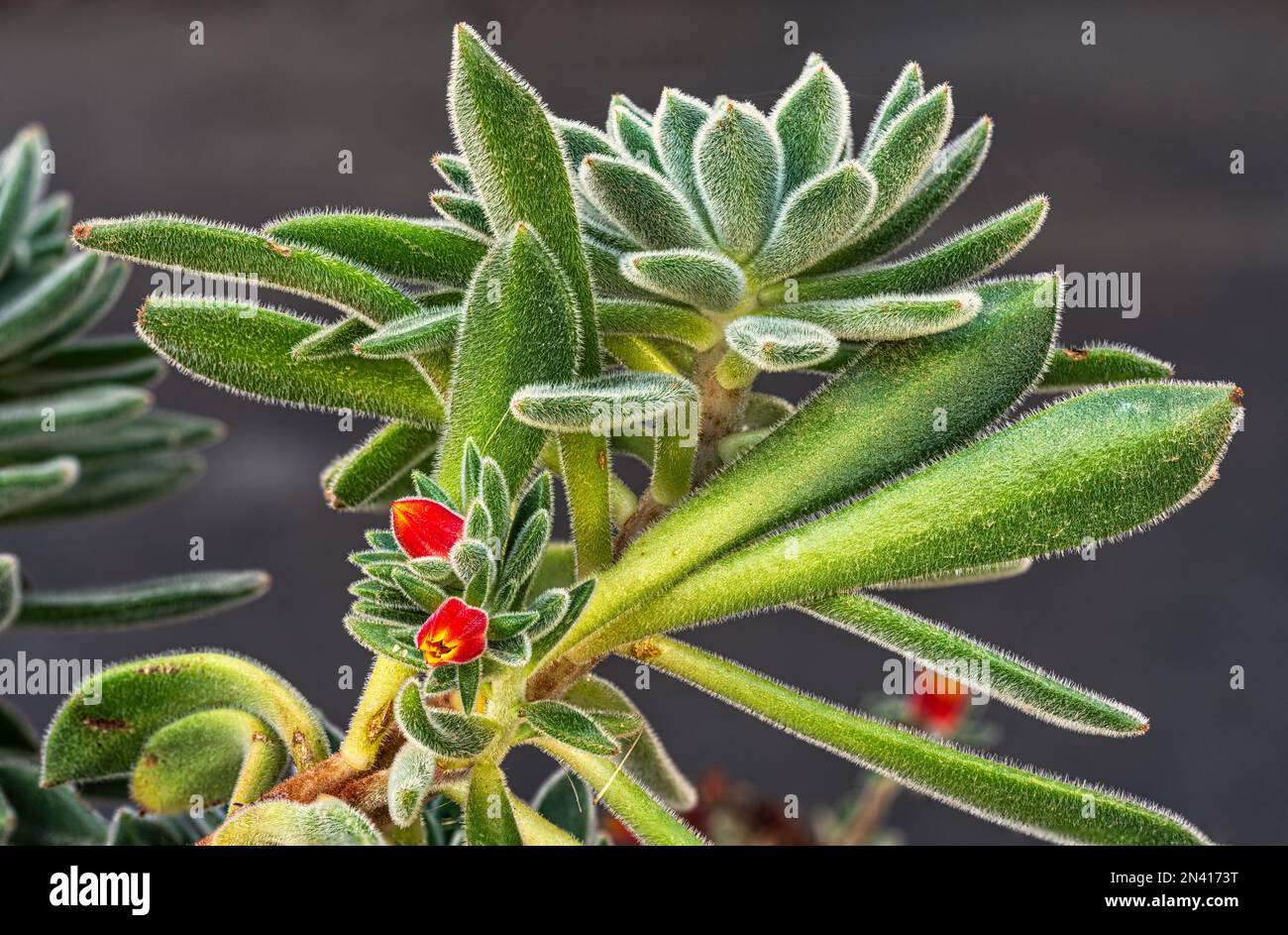 Flowering of Jupiter's Beard, Echeveria setosa, a succulent plant belonging to the Crassulaceae family. Abruzzo, Italy, Europe Stock Photo