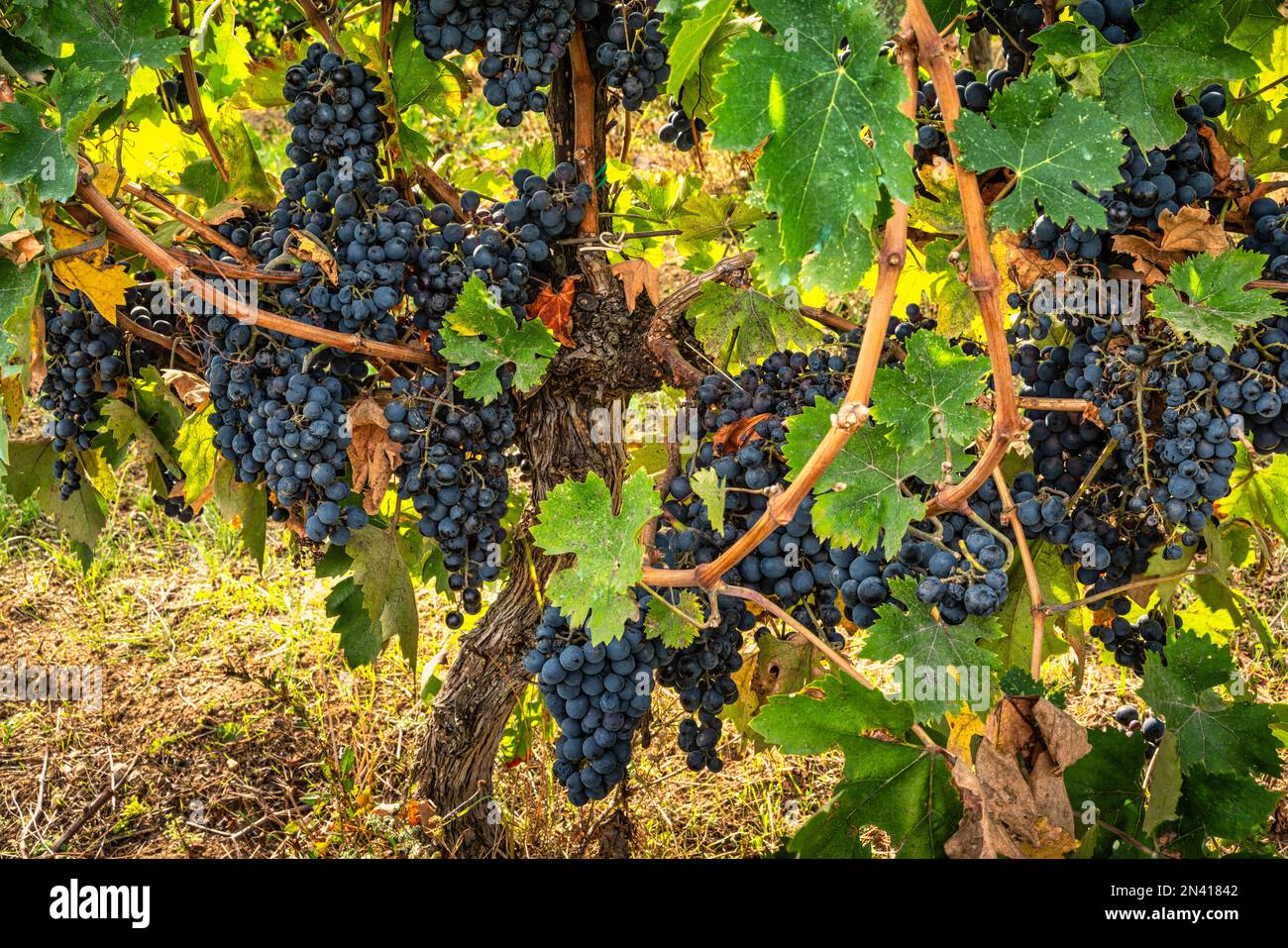 Bunches of Montepulciano d'Abruzzo grapes, ripe and ready for harvest, backlit by the morning sun. Abruzzo, Italy, Europe Stock Photo