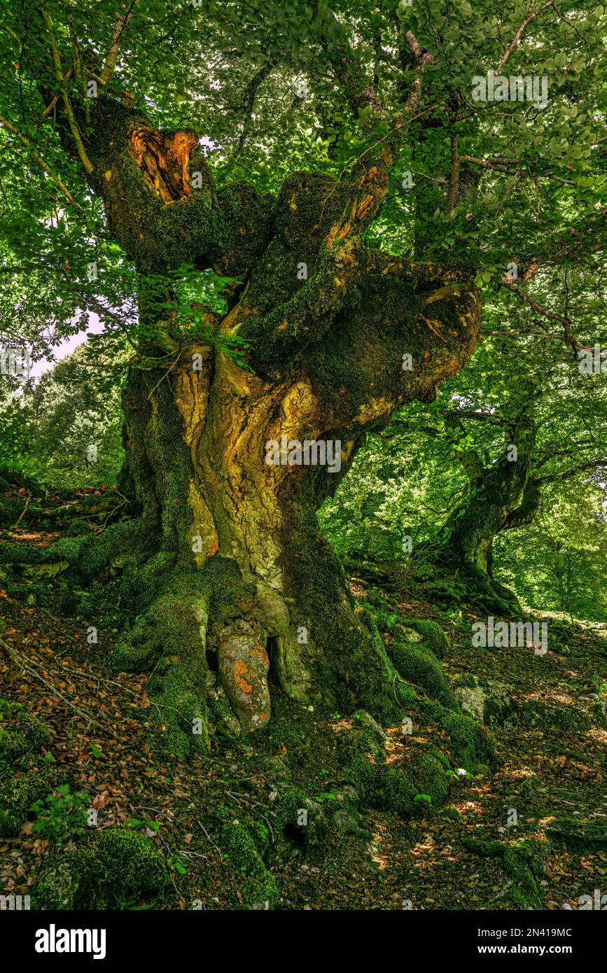 Old beech trees hi-res stock photography and images - Alamy