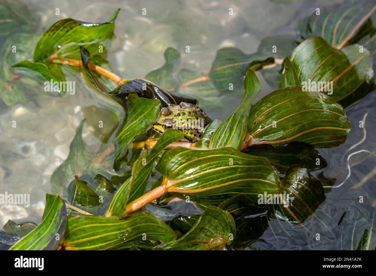 A green frog, Lithobates clamitans, rests on a cameo near a pond. Stock Photo