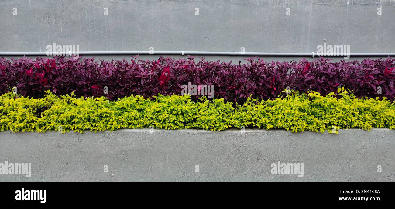 The purple and green weeds growing between concrete Stock Photo - Alamy