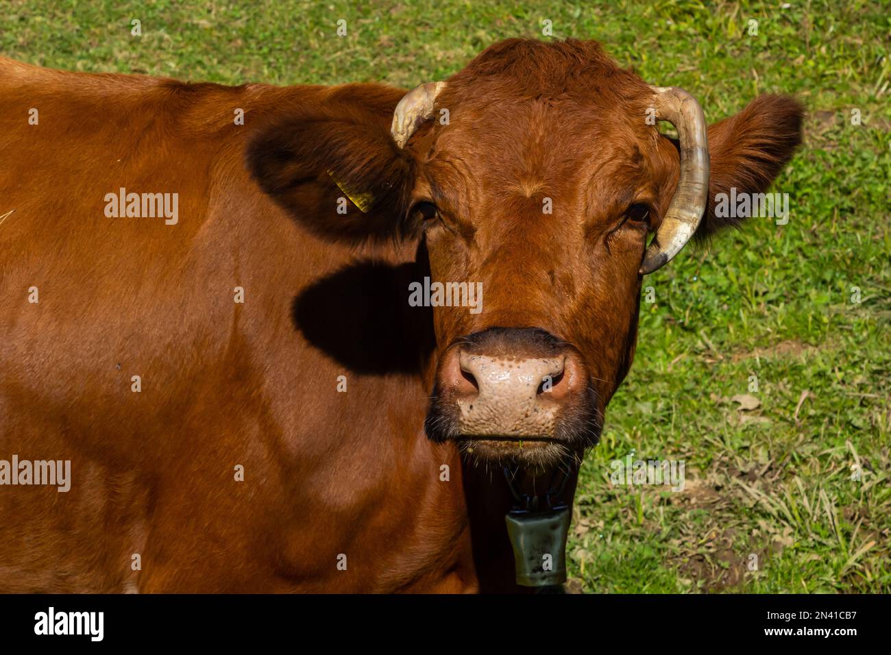 Brown dairy cow grazing on a pasture. More cows in the background ...