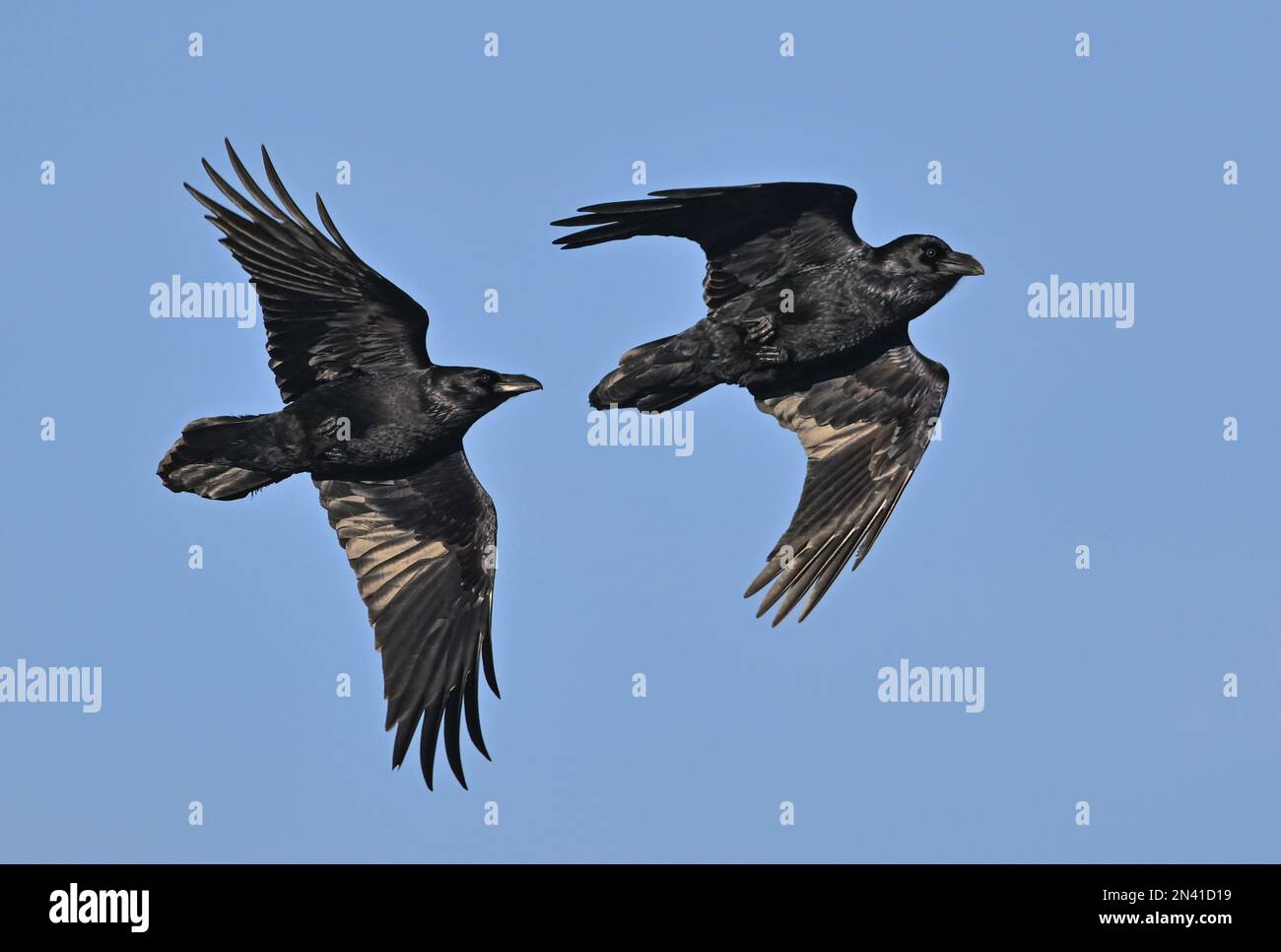 07 February 2023, Brandenburg, Groß Schönebeck: Two ravens (Corvus corax) fly in the blue sky above the Schorfheide Game Park. Common ravens are the largest of the corvids. The game park exclusively houses wild animal species that are or were native to the Schorfheide, such as otter, bison, red deer, fallow deer, wild boar, mouflon, wolf, elk and Przewalski's horse. The park covers an area of about 100 hectares and has a 7-kilometer trail system. Photo: Patrick Pleul/dpa/ZB Stock Photo