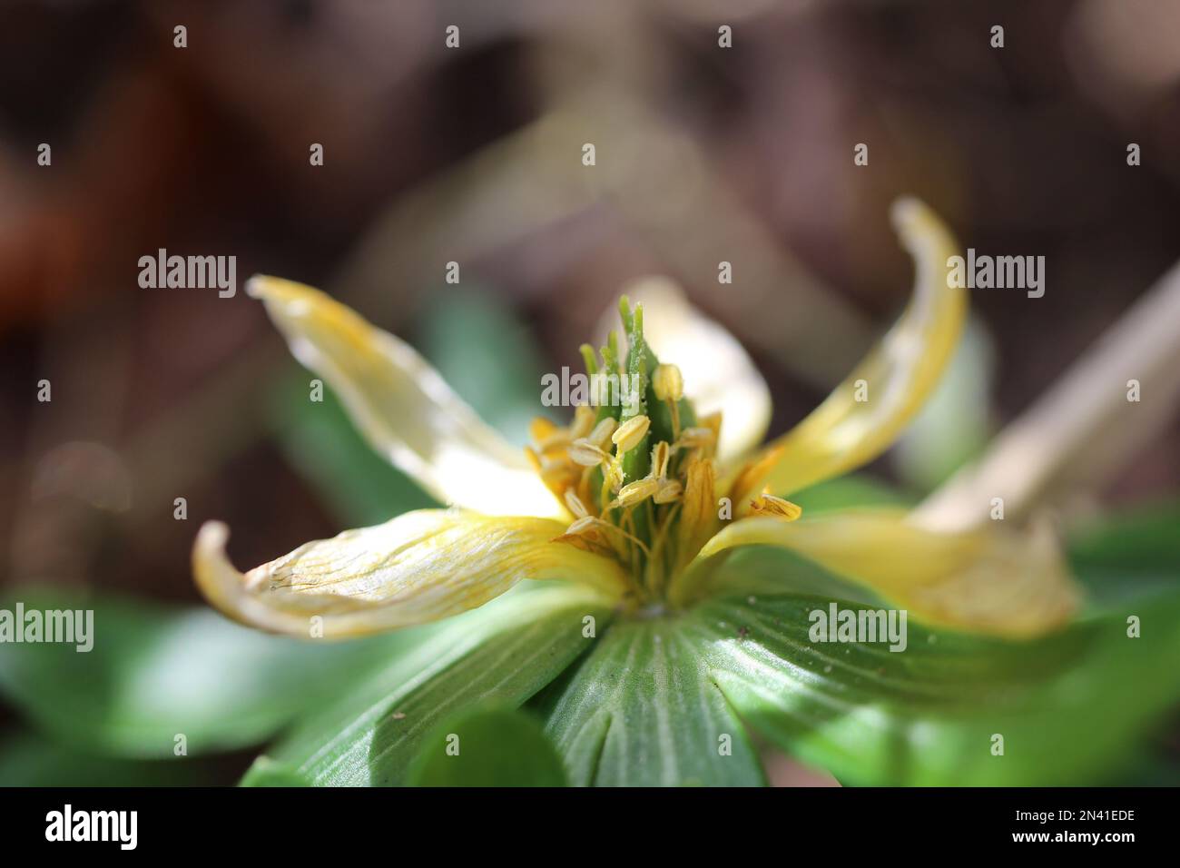 A closeup of blooming Trillium luteum flower Stock Photo