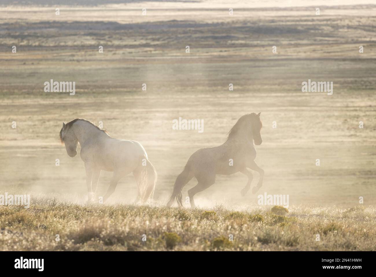 Wild onaqui horses, Utah, USA Stock Photo