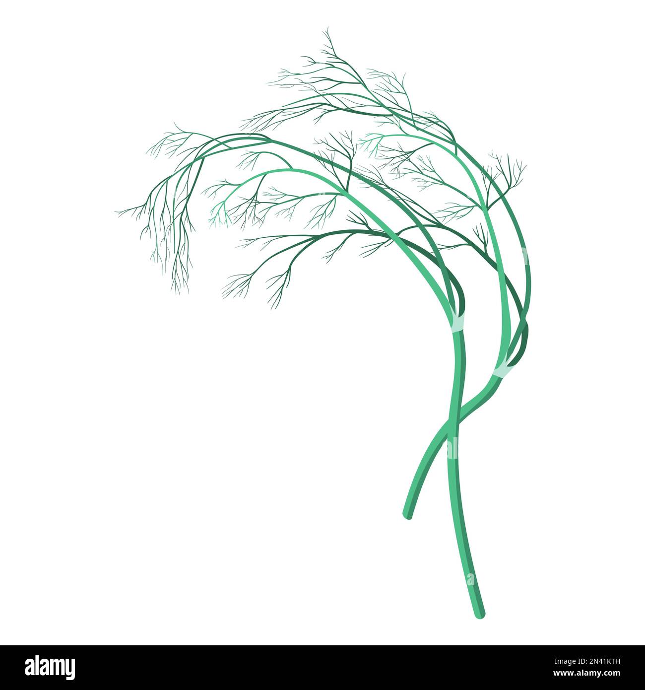 dill vector illustration on a white background Stock Vector Image & Art ...