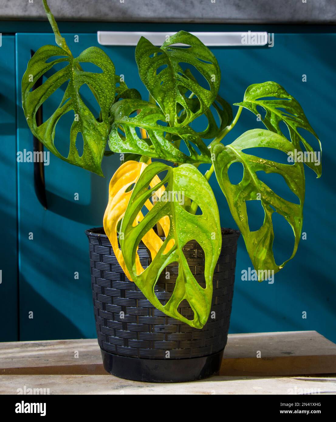 Monstera adansonii plant close-up, ever green houseplant, sunlight and  green colors Stock Photo - Alamy