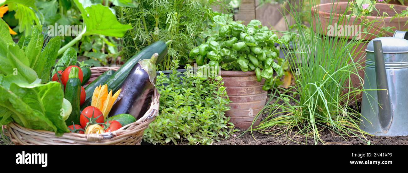 vegetables garden with fresh vegetables in basket and aromatic plants Stock Photo