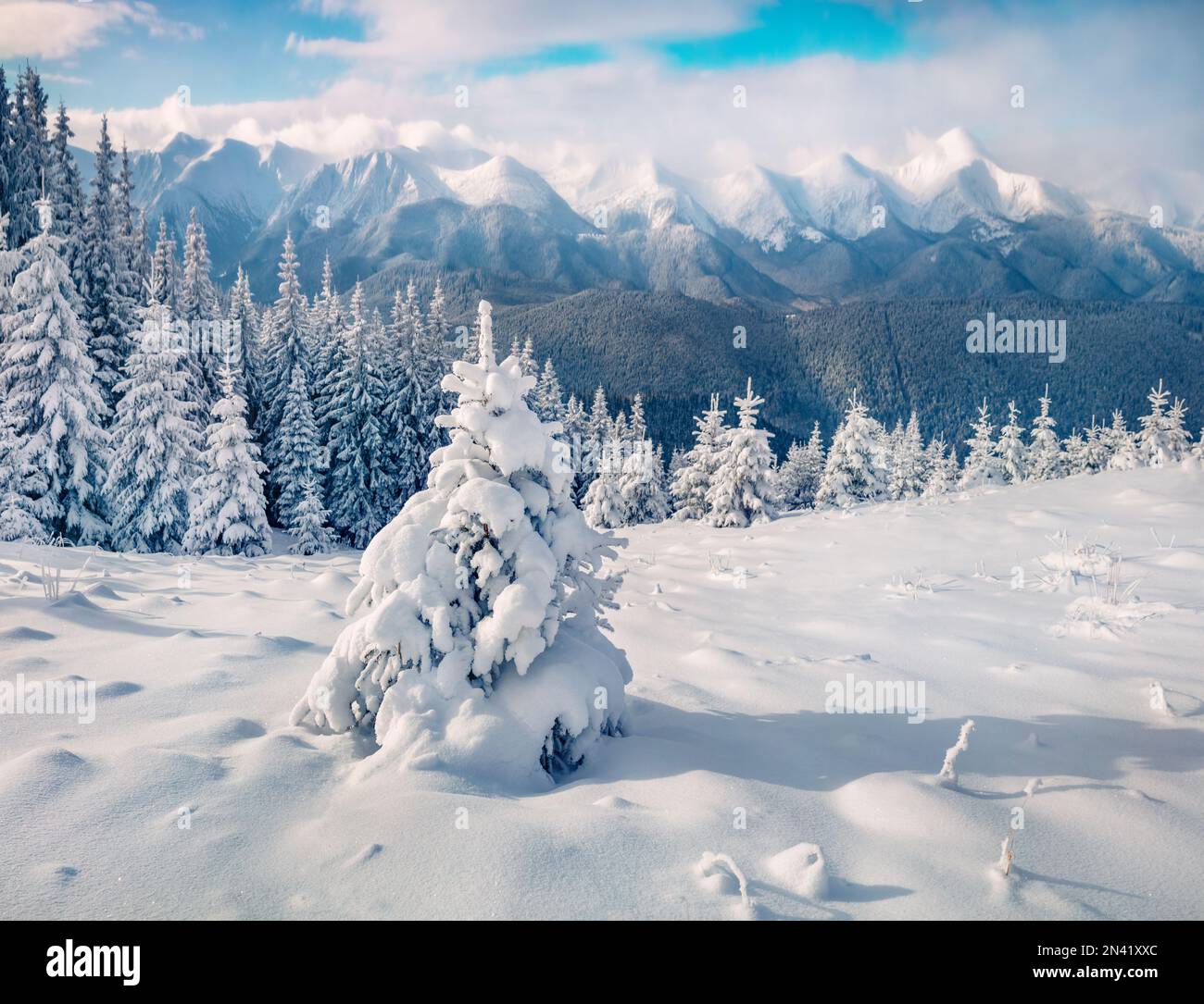 Bright winter scene of mountain valley with fir trees covered by fresh snow. Bright morning view of Carpathian mountains. Sunny winter scene of highes Stock Photo