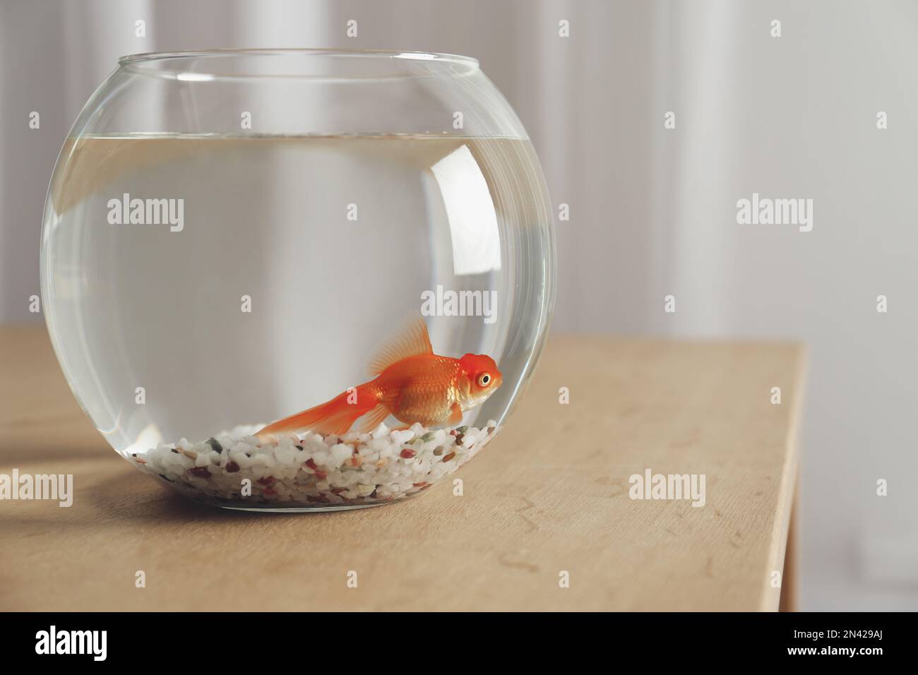 Bowl aquarium hi-res stock photography and images - Alamy