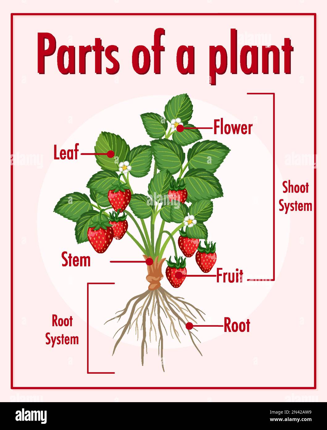 Diagram showing parts of a plant illustration Stock Vector Image & Art ...