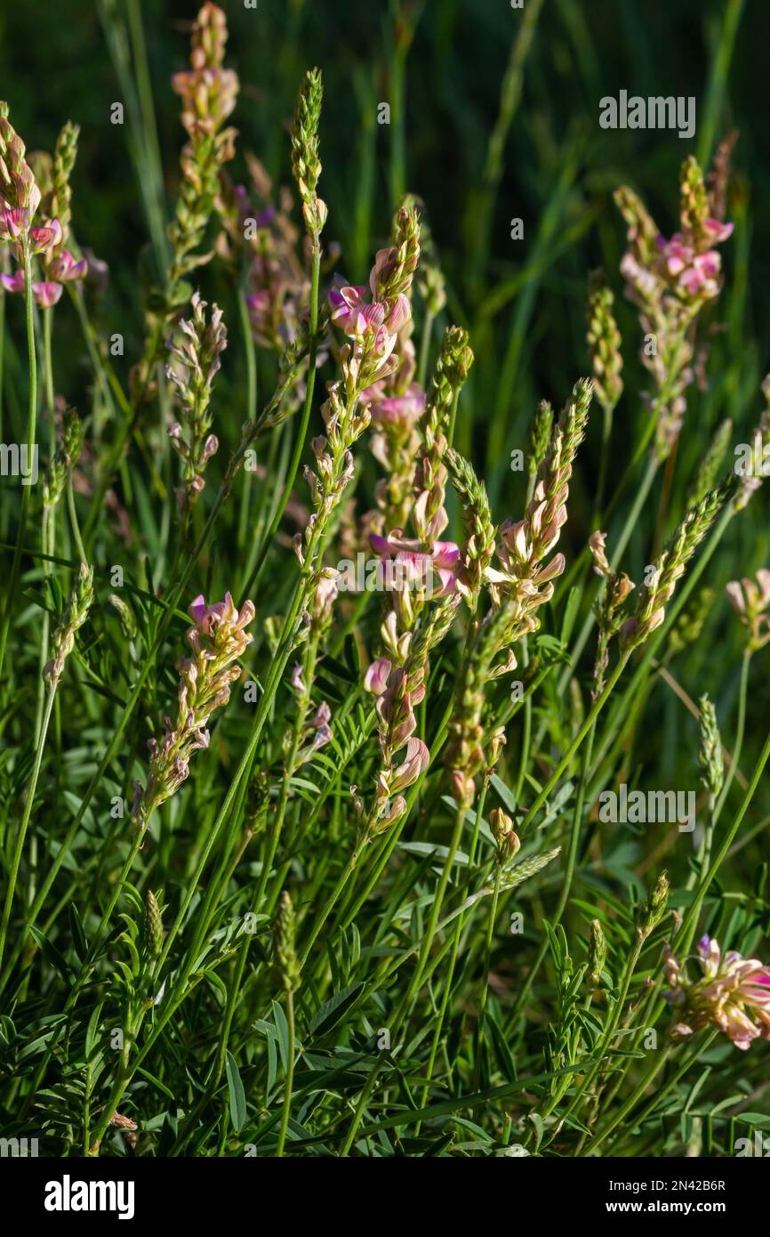Onobrychis viciifolia inflorescence, common sainfoin with pink flowers, mediterranean nature, Eurasian perennial herbs. Stock Photo