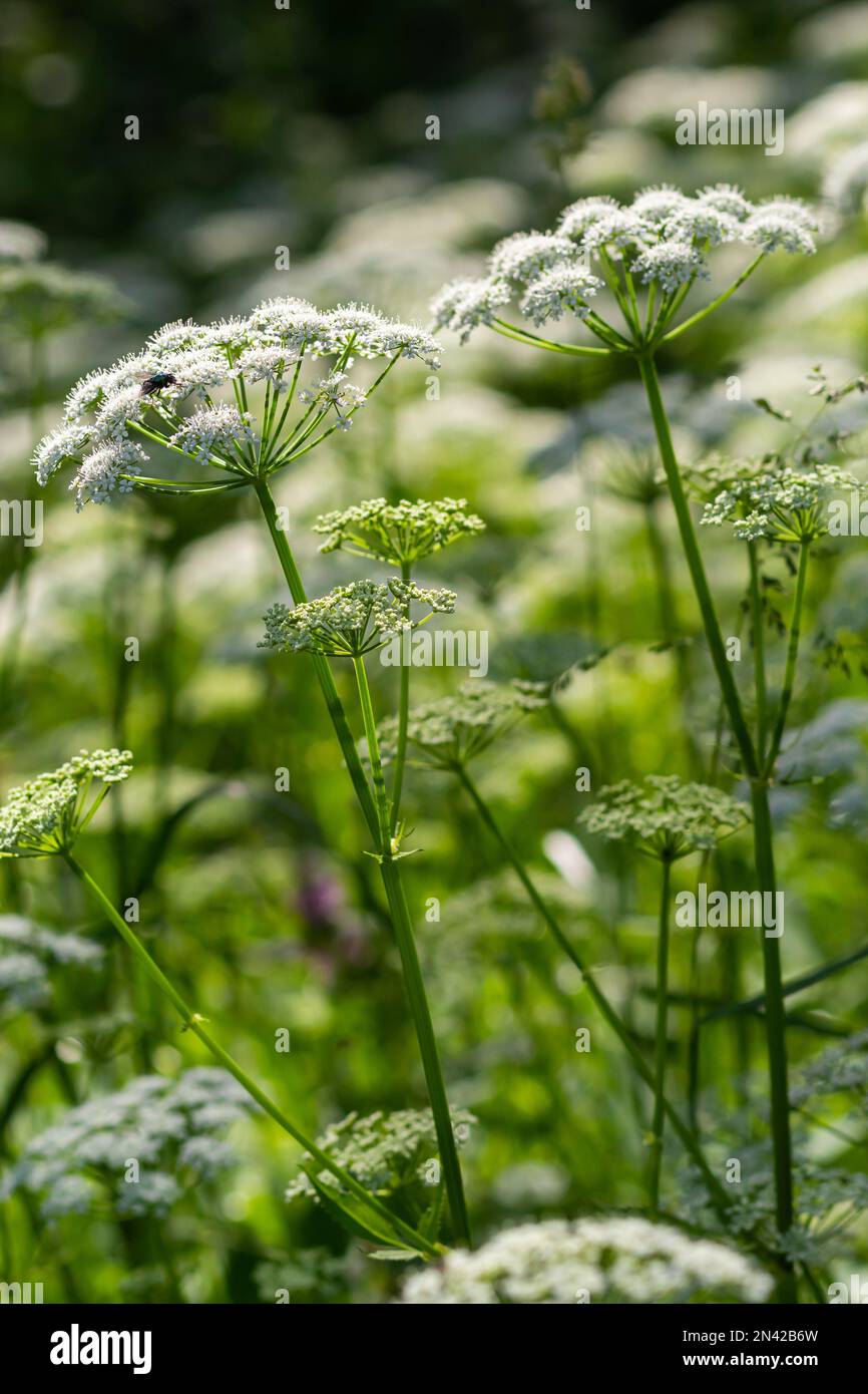 A view of a white-flowered meadow of Aegopodium podagraria L. from the apiales family, commonly referred to as earthen elder, grassland, bishop, weed, Stock Photo