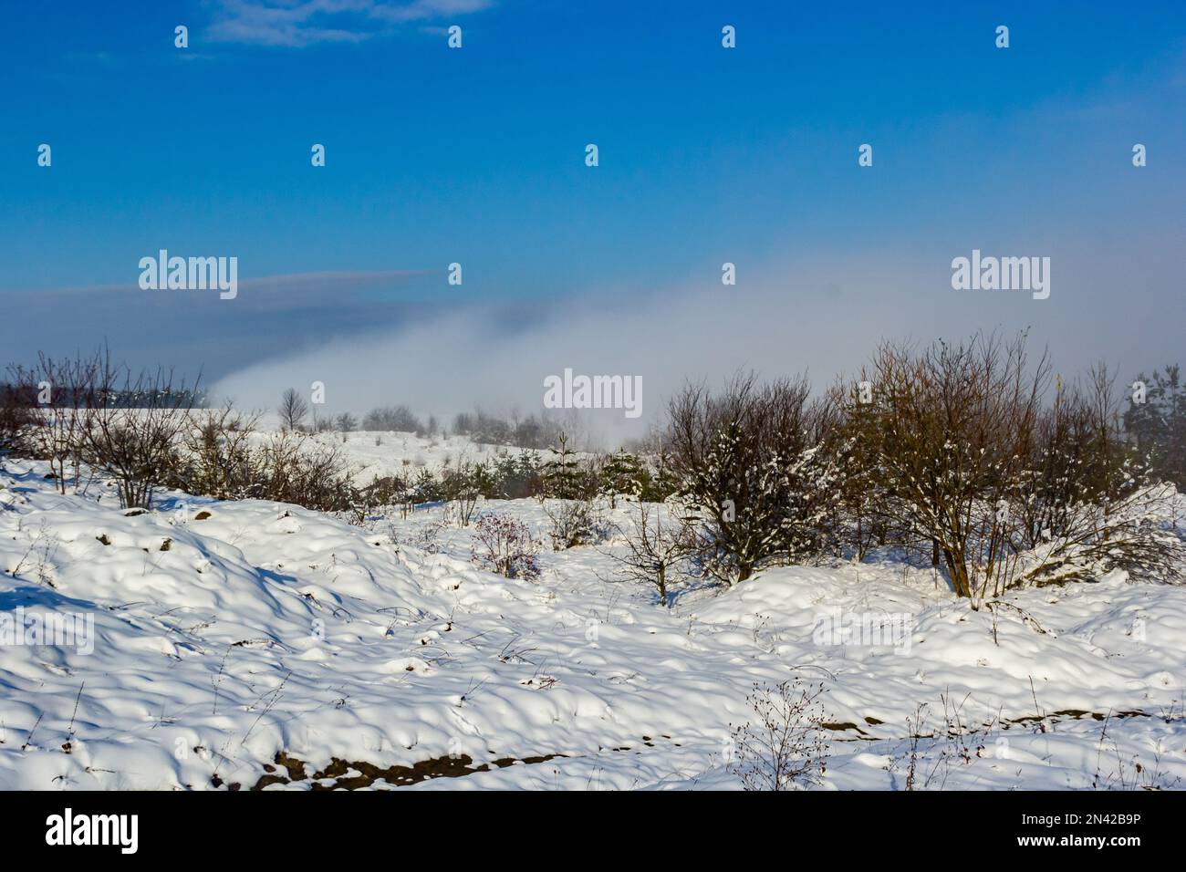 Beautiful winter landscape with snow-covered trees. Blue sky and textured snow. Winter's tale. Stock Photo