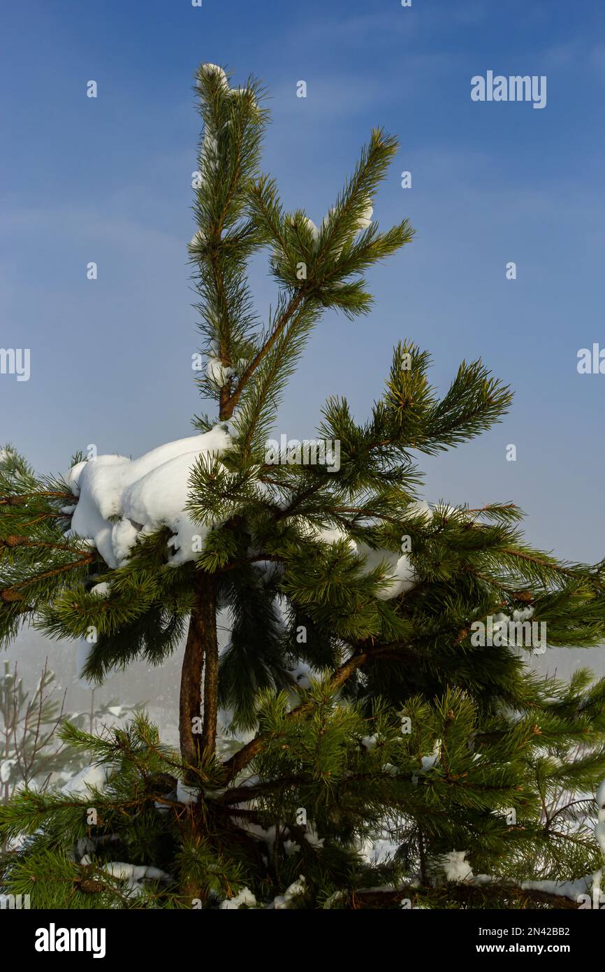 green pine needles covered with snow macro. Outdoor natural winter background. Stock Photo