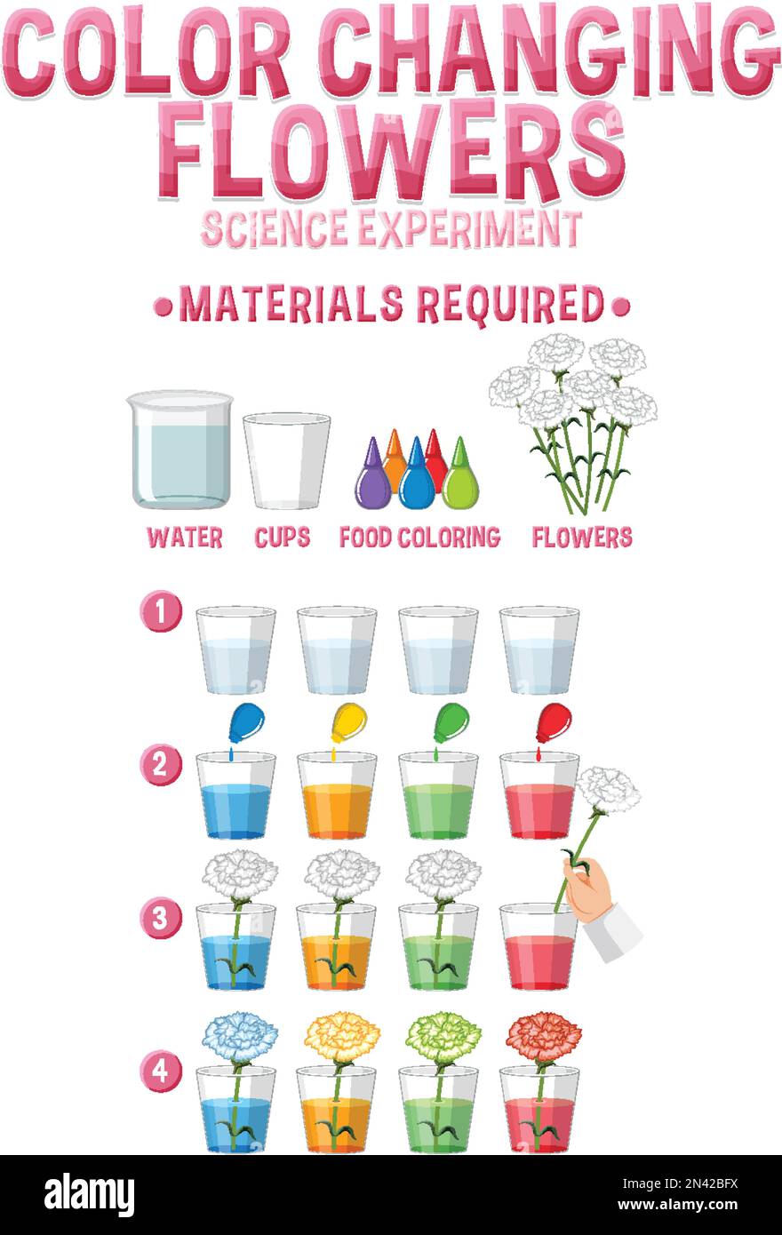 Color changing flowers science experiment illustration Stock Vector