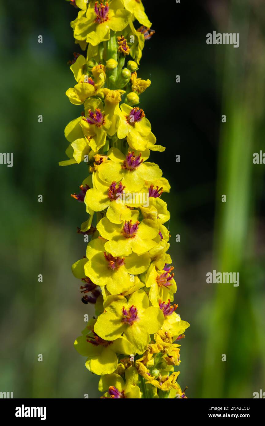 honey bee collecting pollen on a black mullein blossom, verbascum nigrum. side view with copy space. Stock Photo
