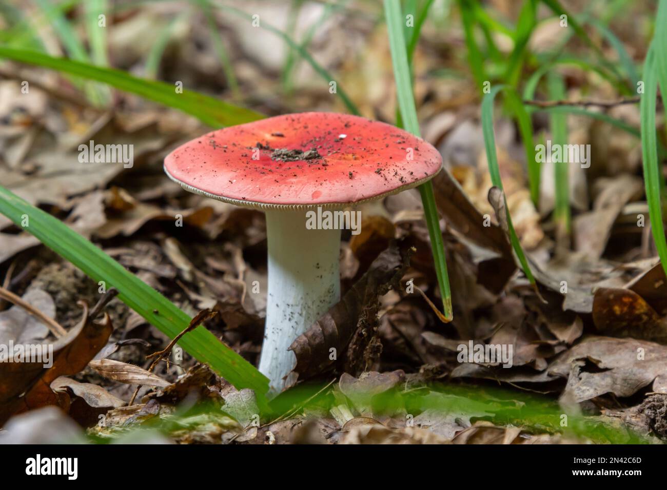 Russula emetica, commonly known as the sickener, emetic russula, or vomiting russula, is a basidiomycete mushroom. Stock Photo