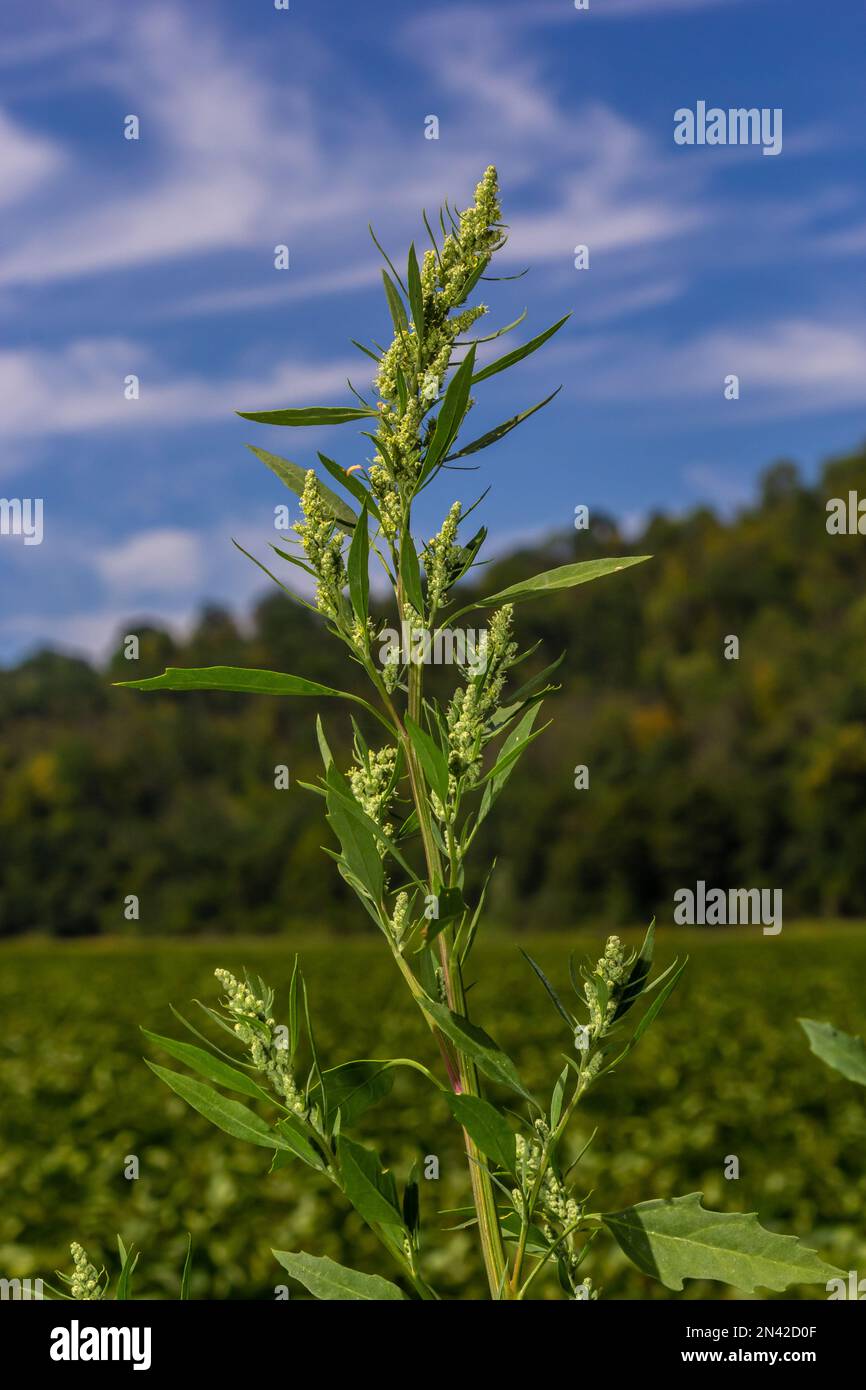 Lambs quarter flowers Lamb's quarter Chenopodium album is a roadside