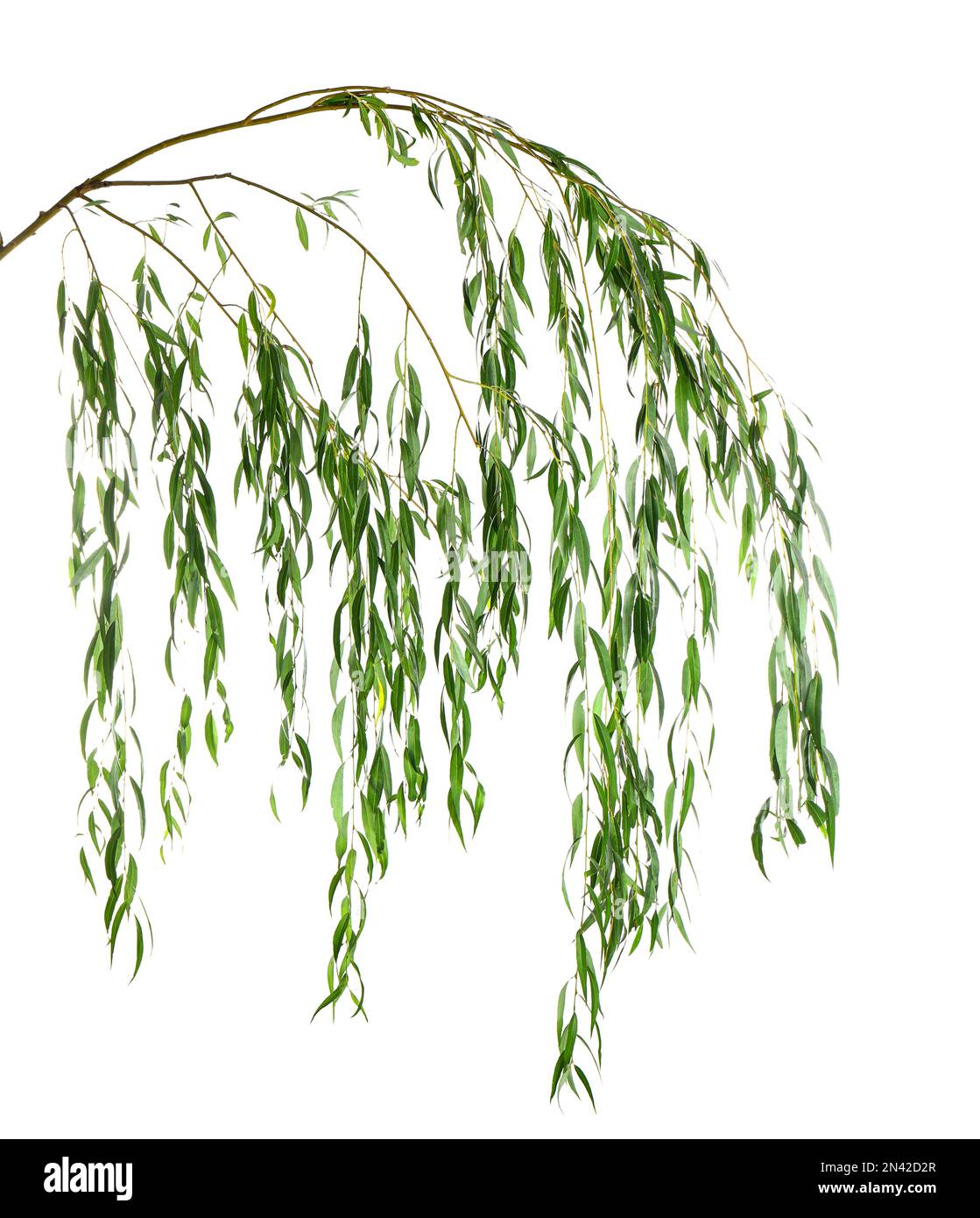Beautiful willow tree branches with green leaves on white background