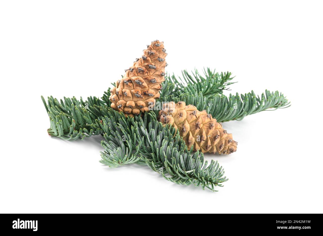 Fir tree branch with pinecones isolated on white Stock Photo - Alamy