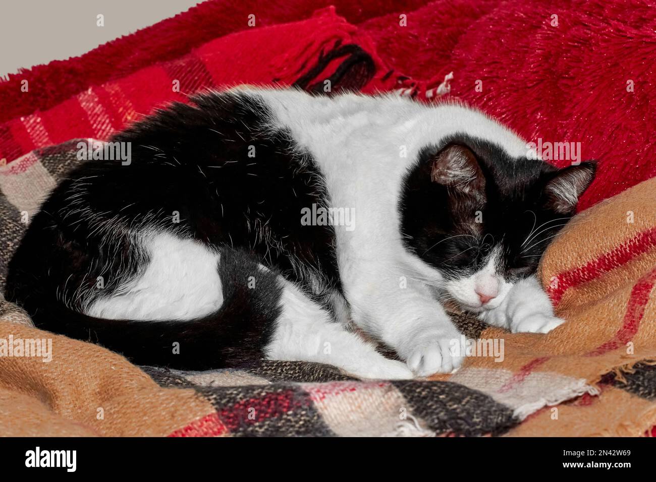 Image of a black and white cat sleeping on a red plaid Stock Photo - Alamy