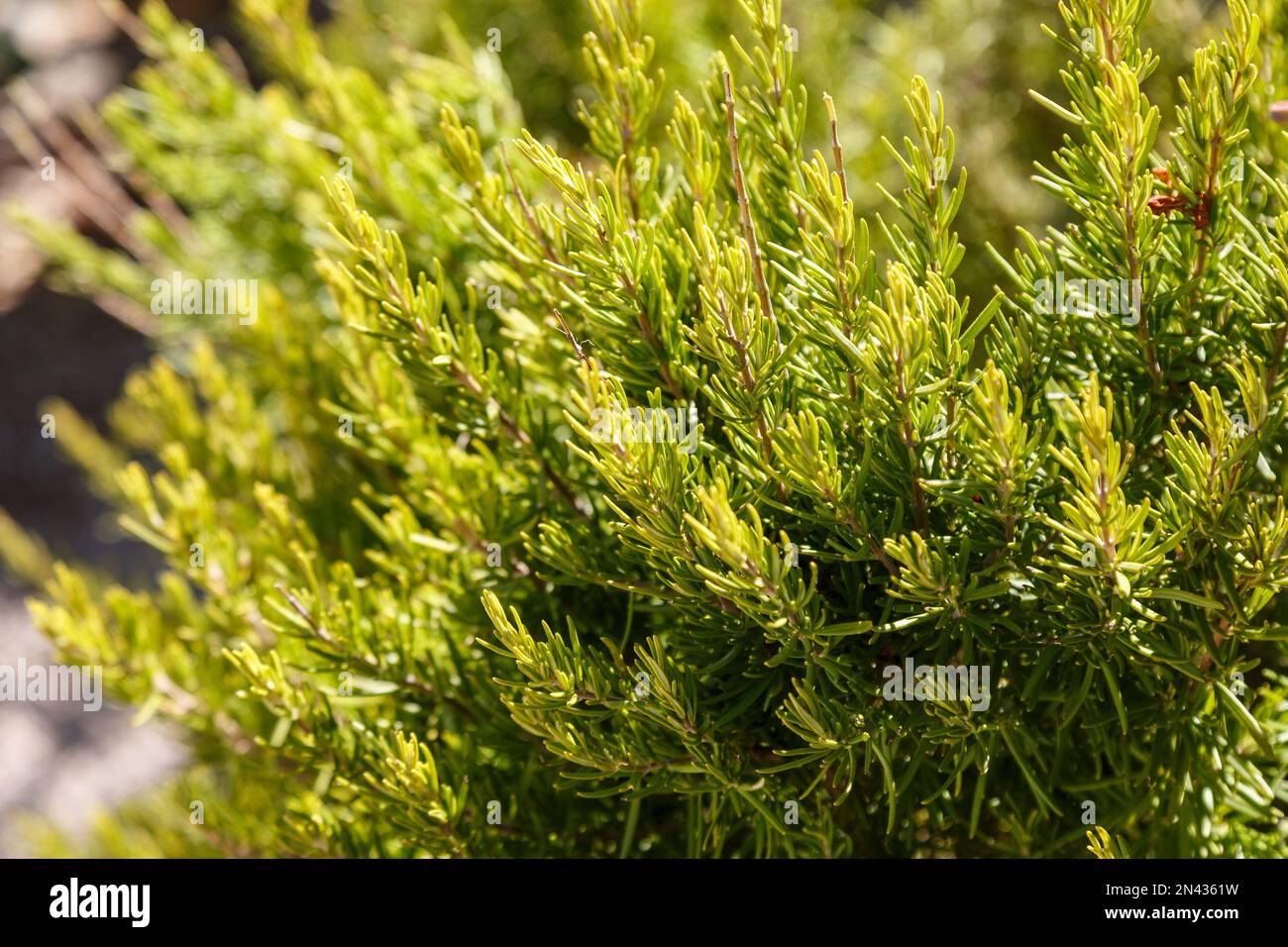 Rosemary bush growing in a natural environment. Spicy grass growing
