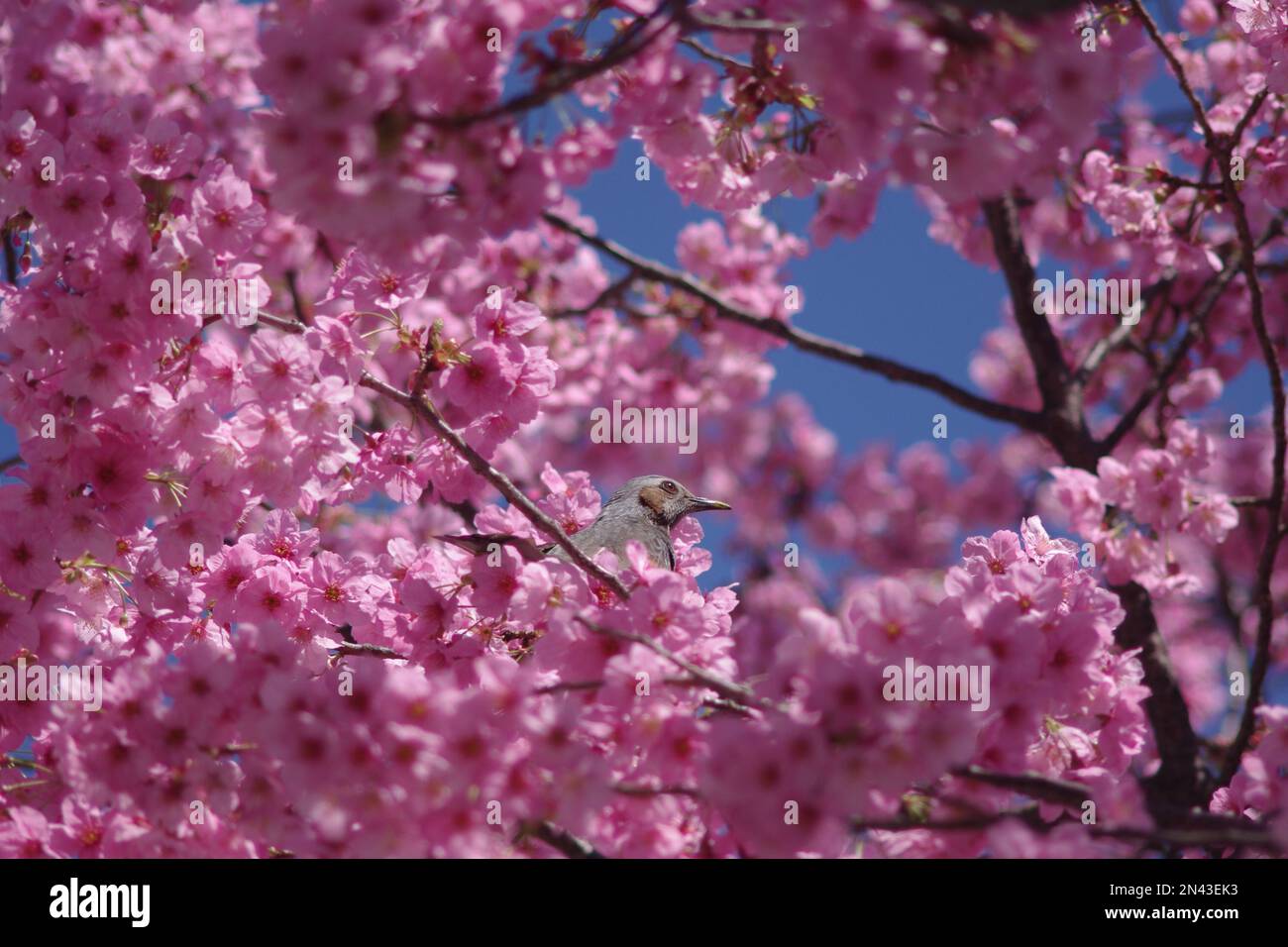 Bird in cherry blossom Stock Photo