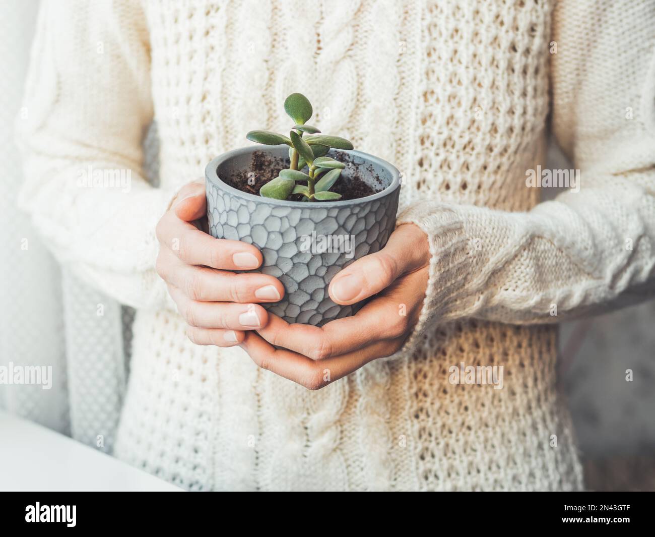 Woman in cable-knit sweater holding Crassula succulent. Indoors plant in grey flower pot. Peaceful botanical hobby. Gardening at home. Stock Photo