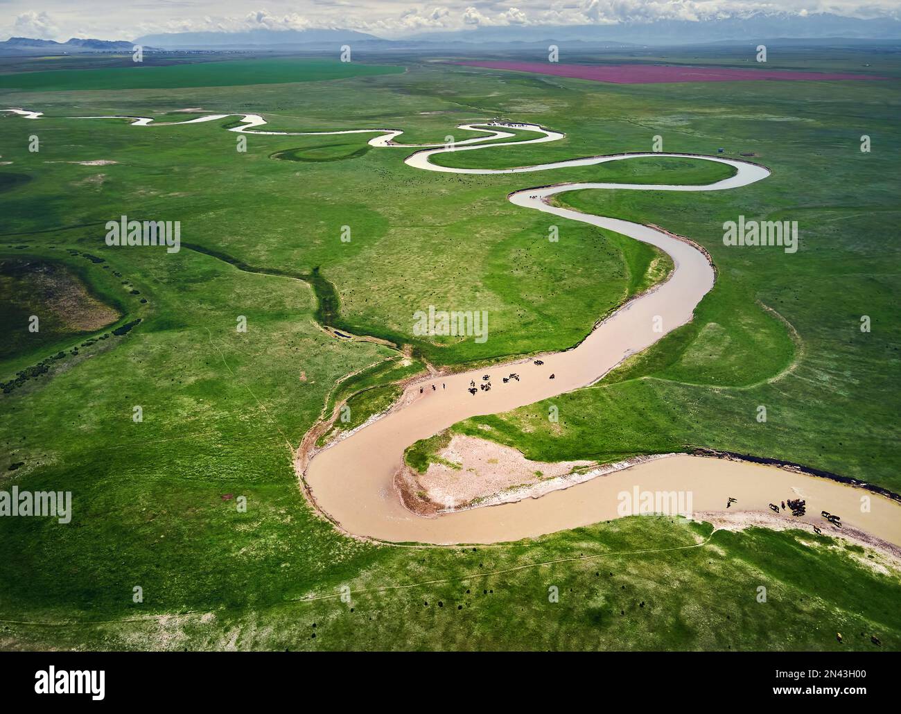 Aerial drone shot of beautiful scenery curve river Kegen with green hills at sunset light glow in Mountain valley, Kazakhstan. Herd of horse feeding i Stock Photo
