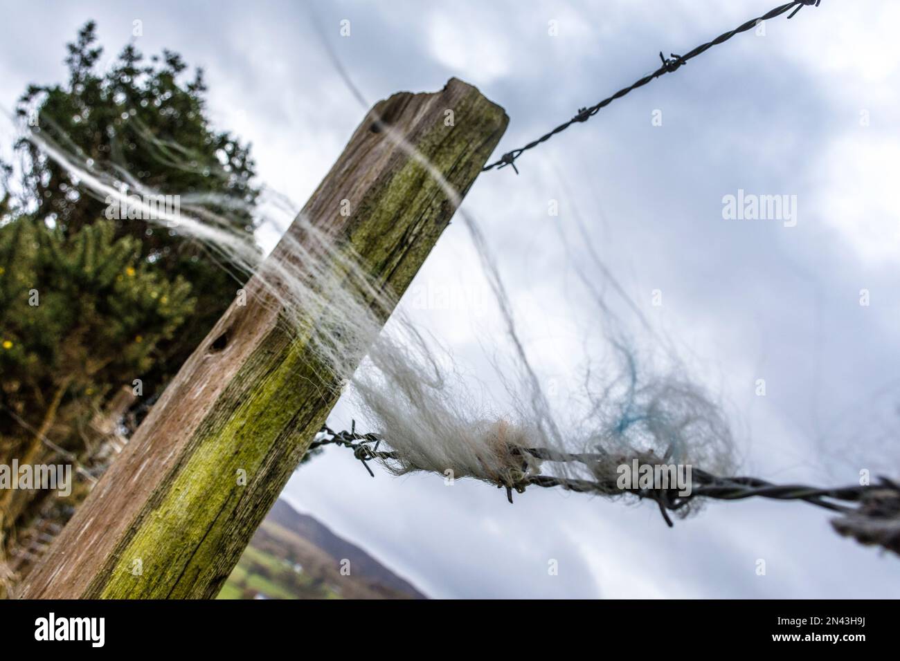 Ardara, County Donegal, Ireland weather. 8th February 2023. A windy and overcast day in rural north-west of the country. Sheep's wool caught in fencing blows in the wind. Credit: Richard Wayman/Alamy Live News Stock Photo
