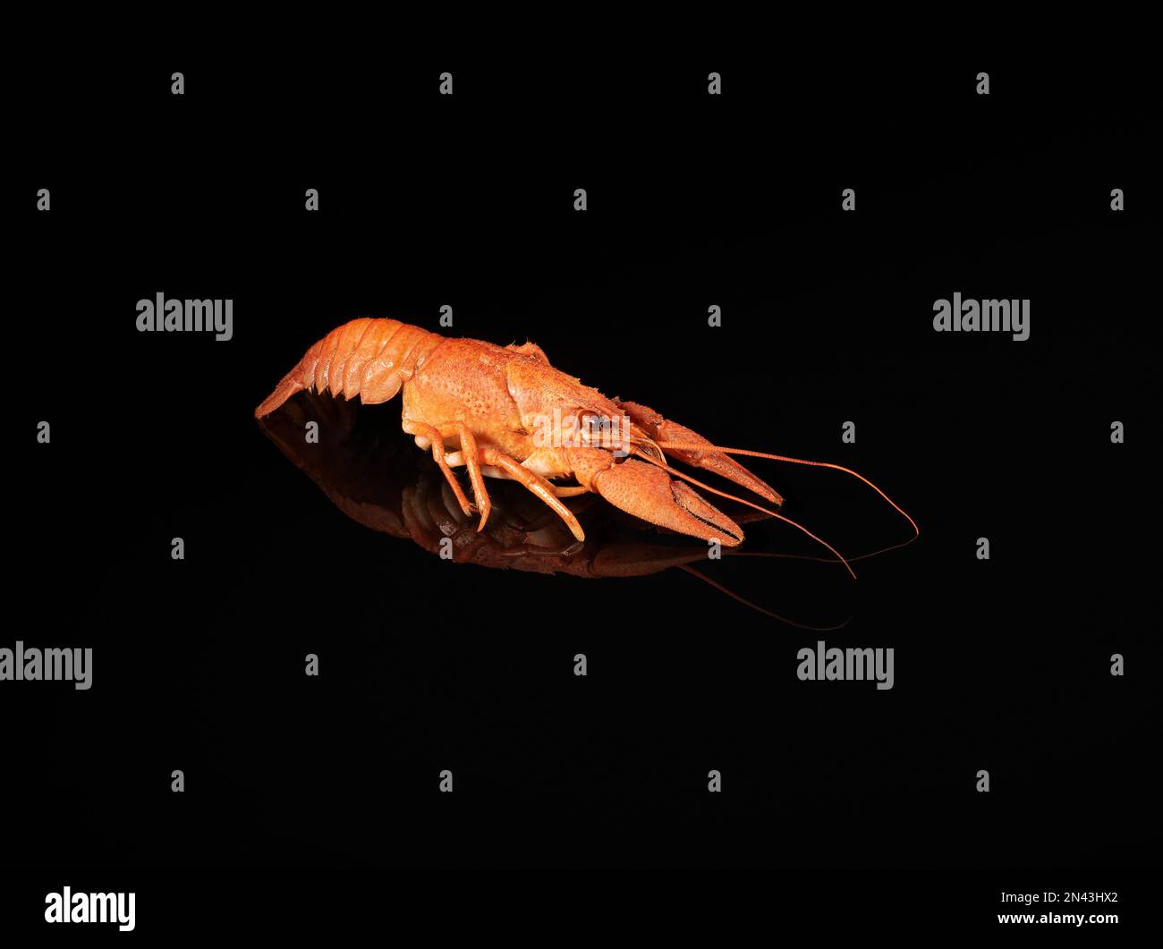 Boiled red crayfish is reflected in a black mirror surface. Stock Photo