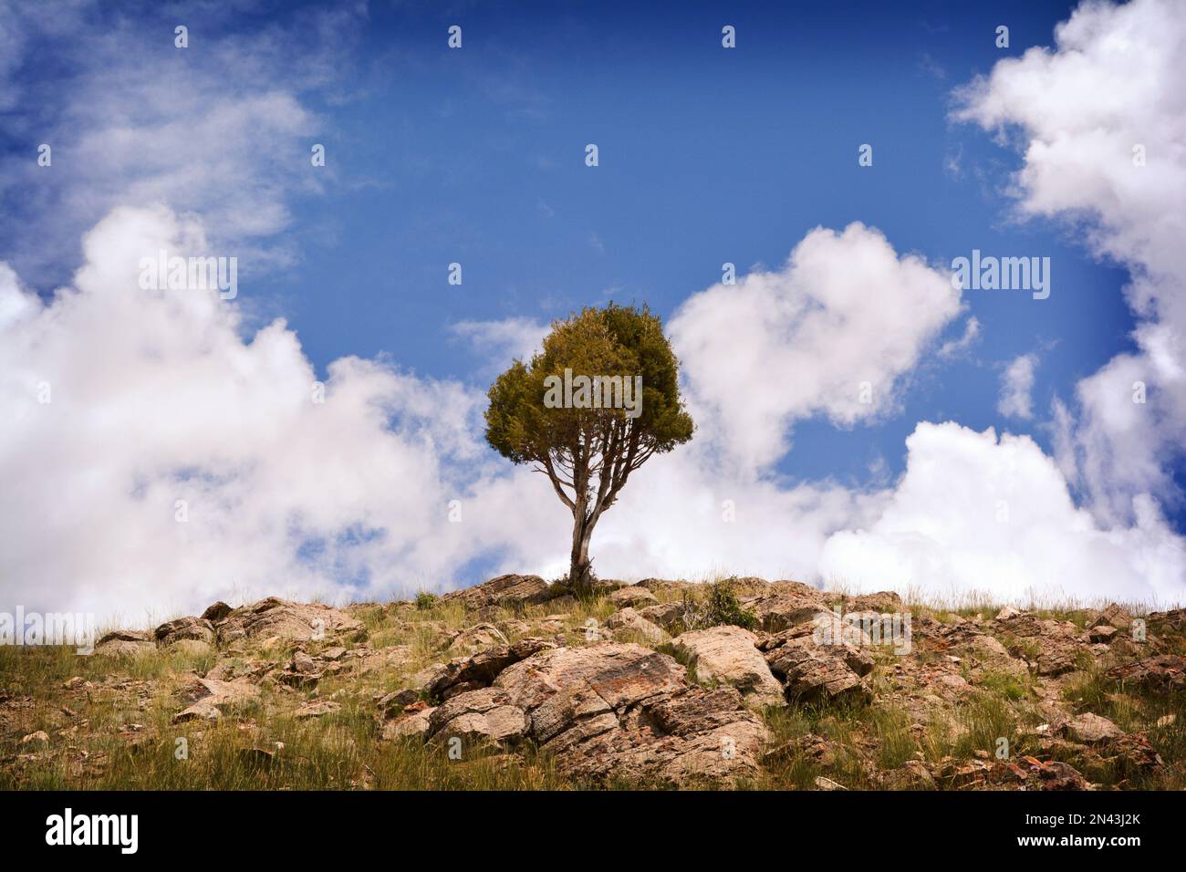 One single small tree on a hill inside the Elk Refuge in Jackson Hole, Wyoming. Stock Photo