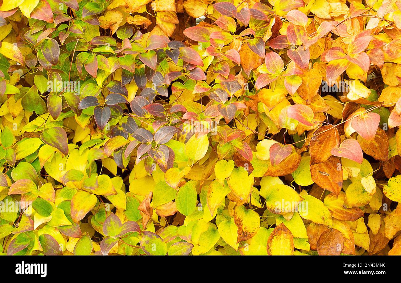 Clematis flower leaf pattern in autumn coloring frontal view. Stock Photo