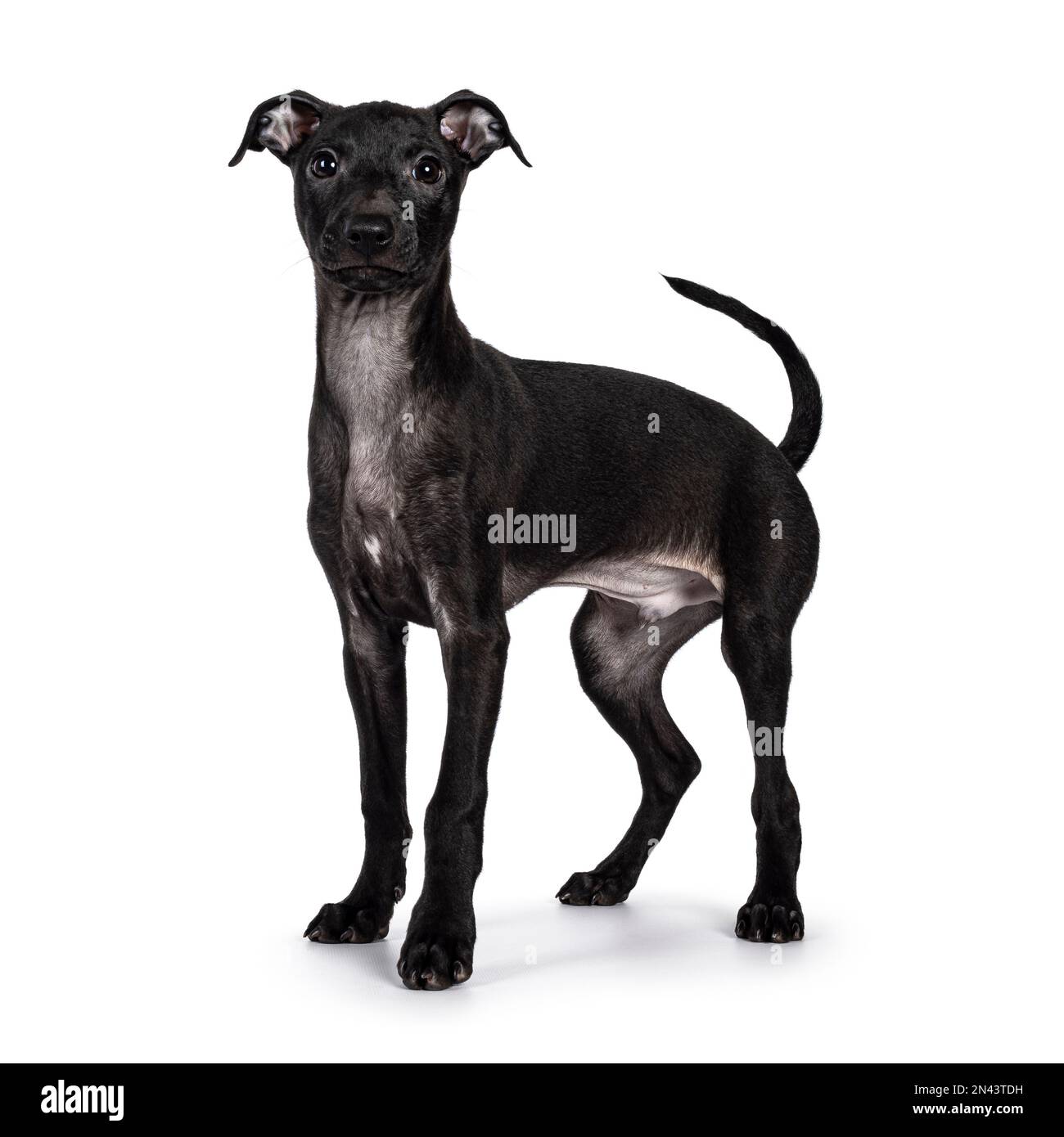 Cute Male Italian Greyhound Aka Italian Sighthound Pup Standing Side Ways Looking Straight To 1733