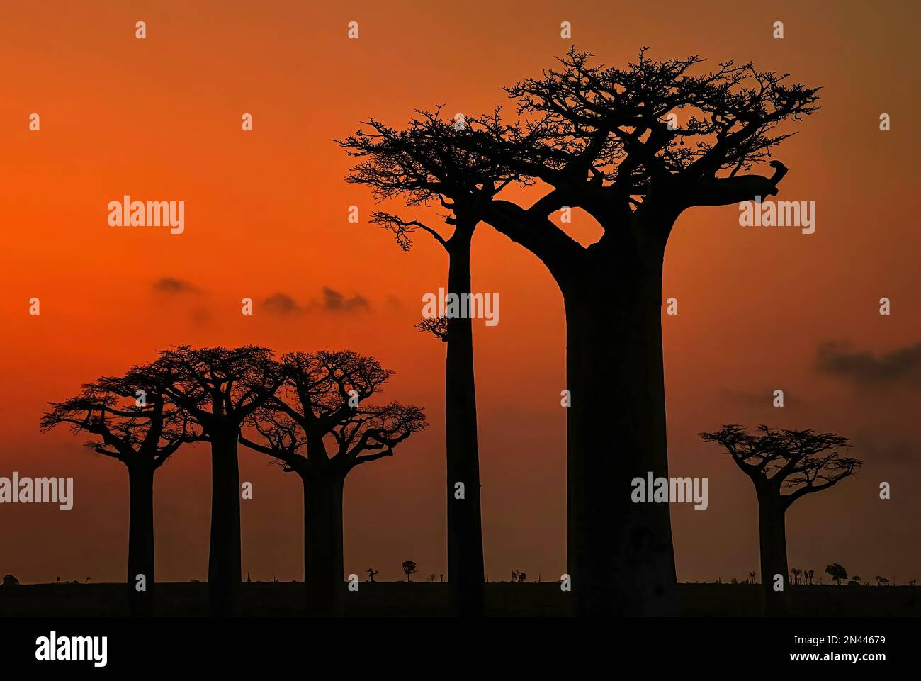 Baobab - Adansonia grandidieri, Madagascar west coast. Travel ...