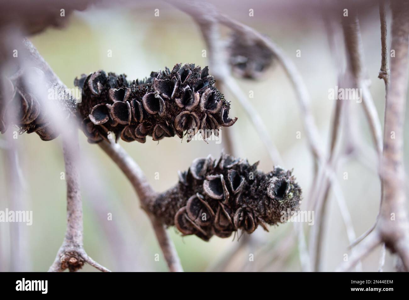 Open Australian native Banksia seed pods on tree, close up photo Stock Photo