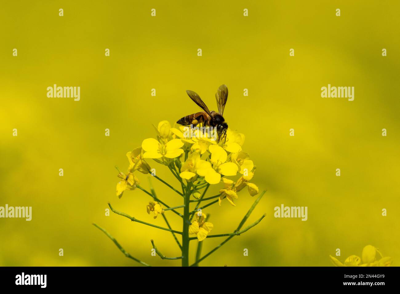 Mustard seed oil flower and a bee Stock Photo - Alamy