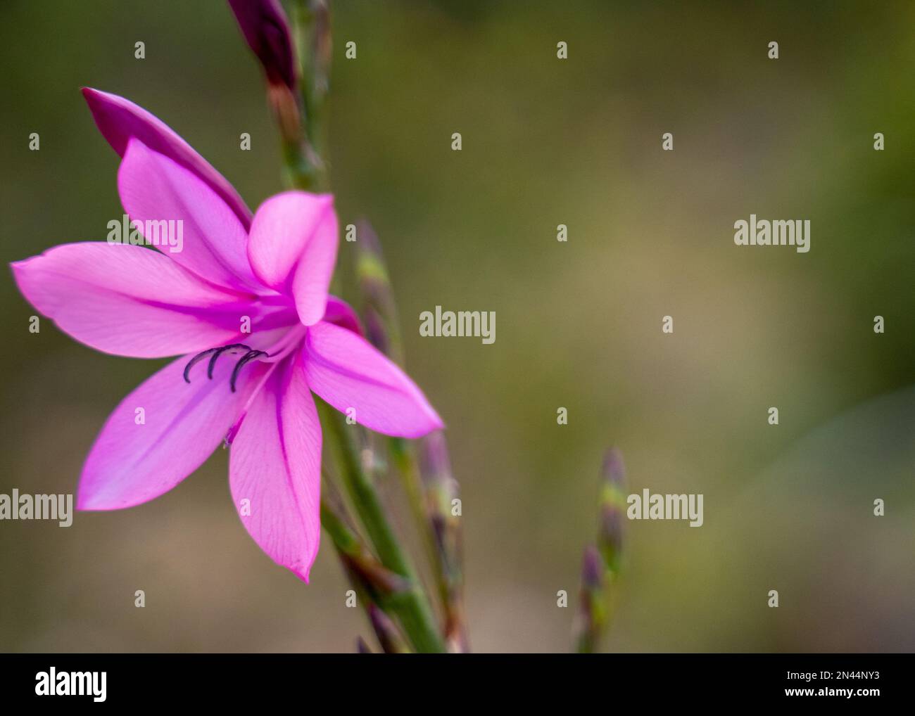 A selective focus of pink Watsonia flower with blurred background Stock Photo