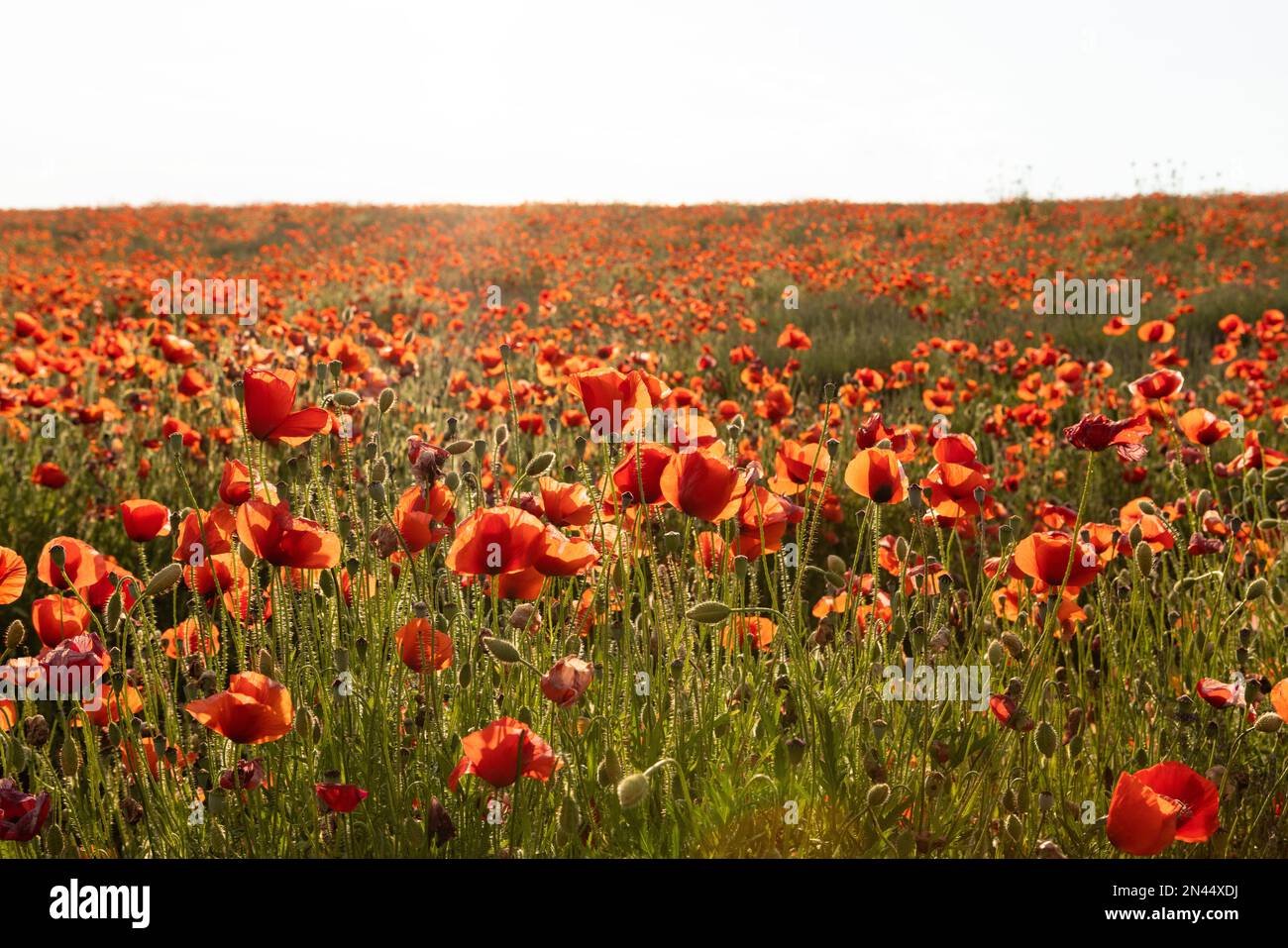Poppy field in France Stock Photo Alamy